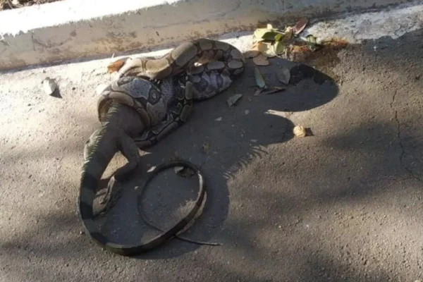 Jiboia devora iguana inteira, com exceção do rabo. Veja o vídeo