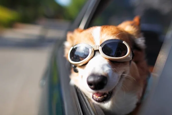 Produtos indispensáveis para viajar de carro de forma segura com o pet