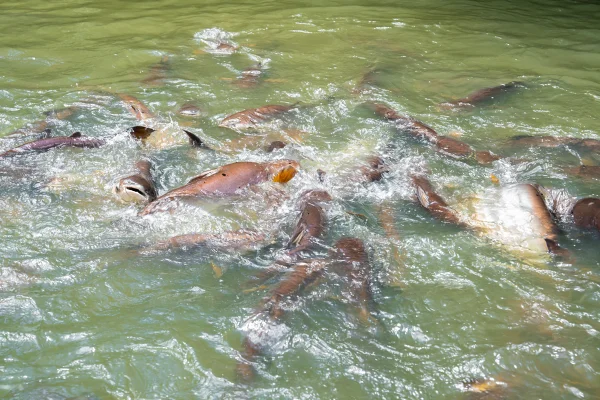 Peixe piraíba: entenda o porque a espécie não pode ser consumida