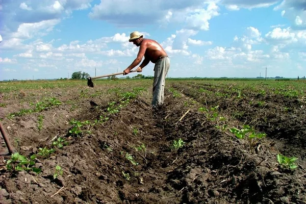 Governo retomará compras de alimentos da agricultura familiar