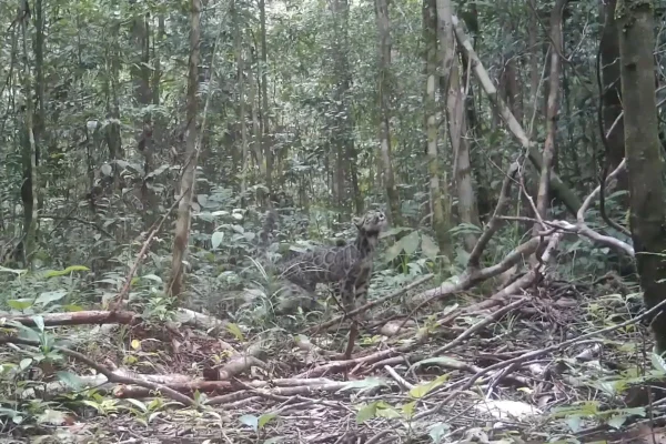 Espécie rara de felino é flagrada em câmera por cientistas; veja