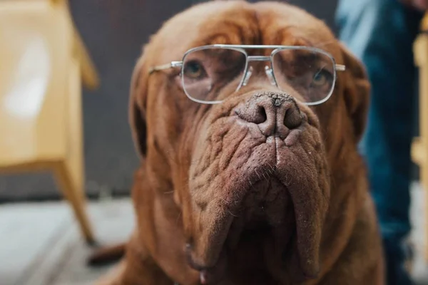 Nada de 7 anos! Veja como calcular a “idade humana” de pets