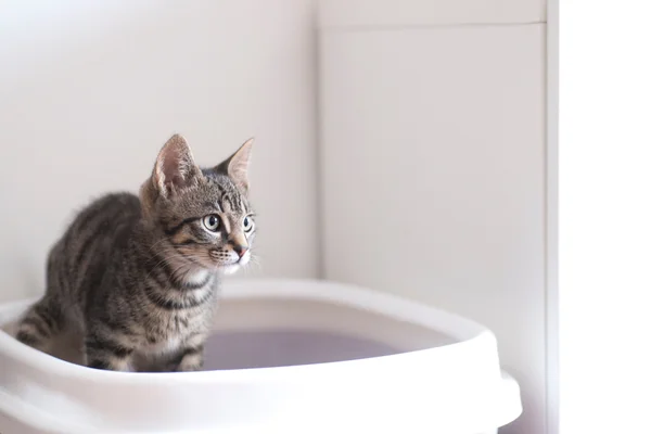 gato na caixa de areia