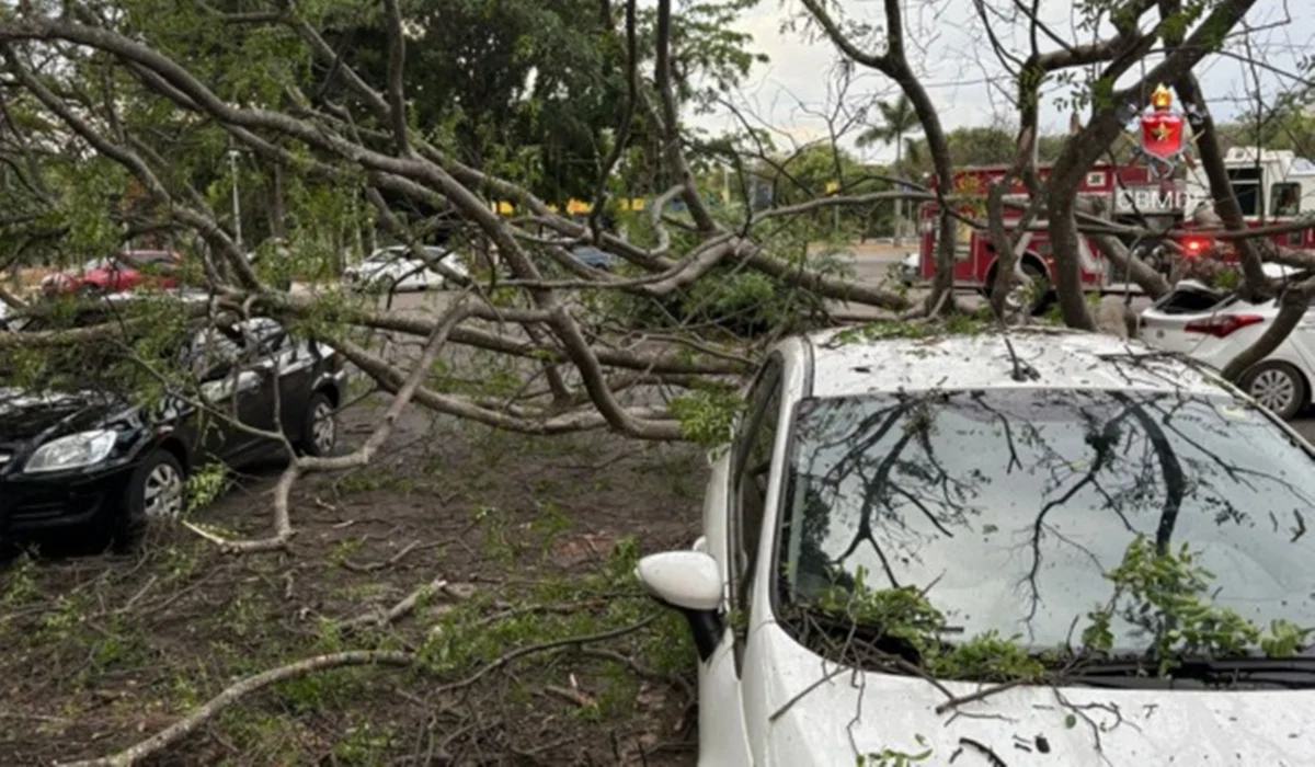Árvore caída em cima de carros - Metrópoles