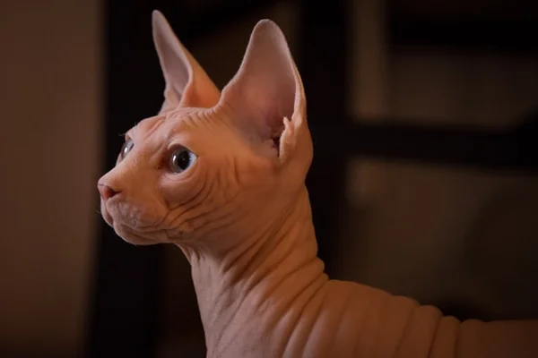 Gato da raça sphynx pets é o bicho