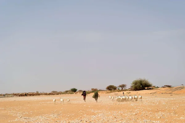 Fotografia colorida de paisagem árida em Puntland, na Somália