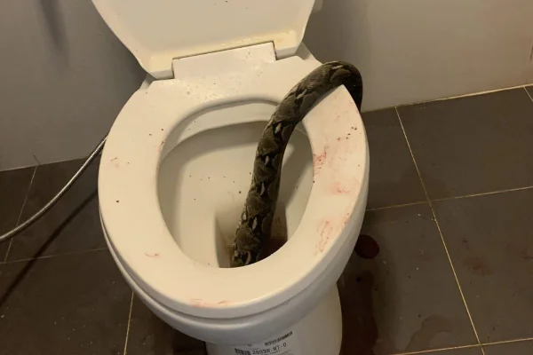 imagem colorida de cobra em vaso sanitário - Metrópoles