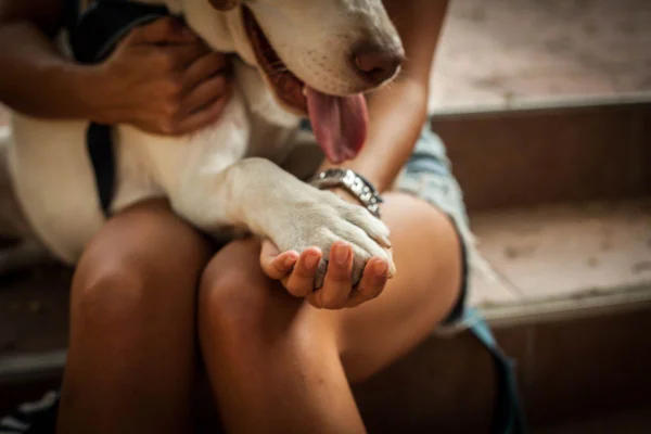 pessoa segurando a pata de um cachorro