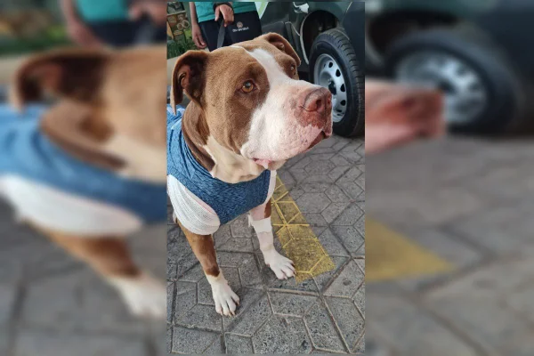 Trovão, cachorro - Metrópoles