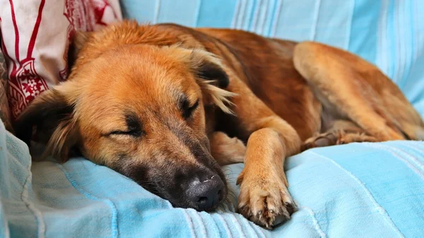 O sono do seu pet é reparador? Veja como garantir o descanso dos peludos