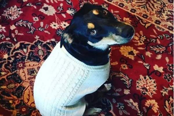 Cachorro finge estar doente para garantir a companhia dos donos