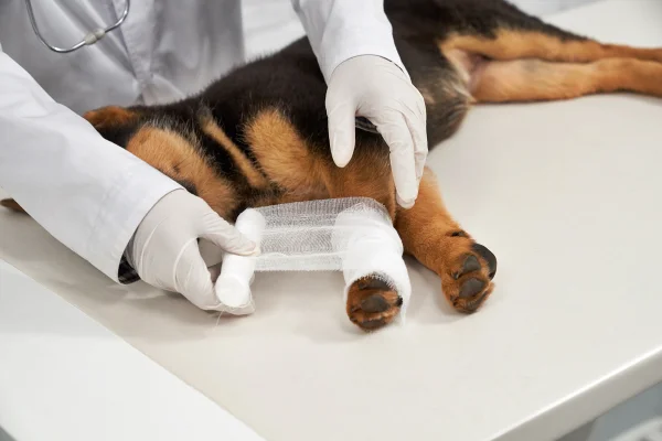 Veterinário revela 7 sinais de problemas ortopédicos nos cães