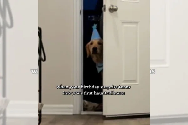 print colorido cachorro com chapéu de aniversário