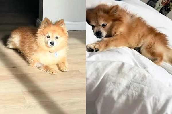 cachorro que passou 12 anos em gaiola
