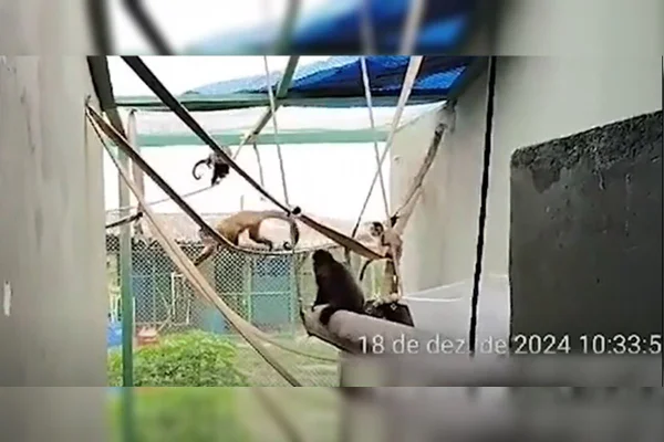 Print de vídeo com macacos em local apropriado