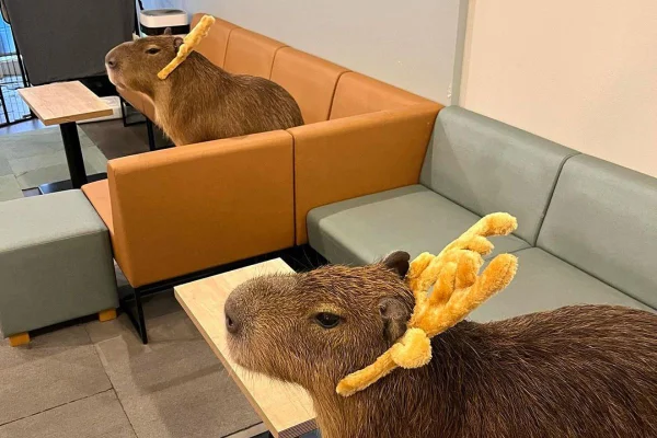 Foto colorida de uma capivara - Metrópoles