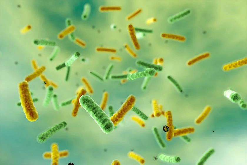 Os probióticos são importantes para refazer a microbiota intestinal com bactérias boas Os probióticos são importantes para refazer a microbiota intestinal com bactérias boas