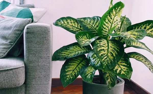Planta Comigo-ninguém-pode