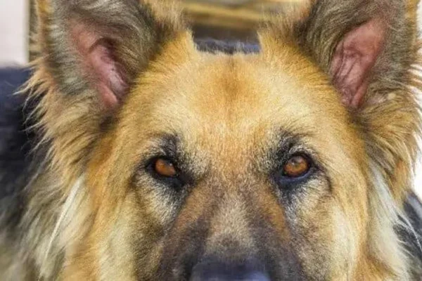 Cachorro caramelho com orelhas em pé - Metrópoles
