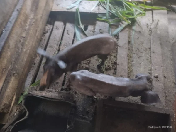 Porcos desnutridos são resgatados após abandono sem água nem comida