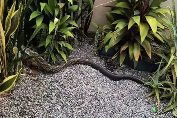 Cobra mais rápida do Brasil surge em quintal e assusta moradores