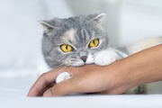 Os animais que transmitem o vírus para os humanos são, principalmente, cães e gatos, mas todos os animais de sangue quente, desde que estejam infectados, podem ser transmissores. Morcegos que consomem sangue, raposas, guaxinins, macacos, bois, galinhas e porcos, por exemplo, também podem passar a doença