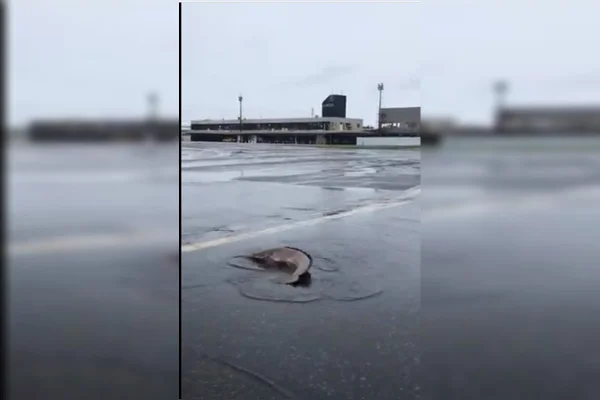 Após volume do rio subir, peixes vão parar em pista de aeroporto na BA