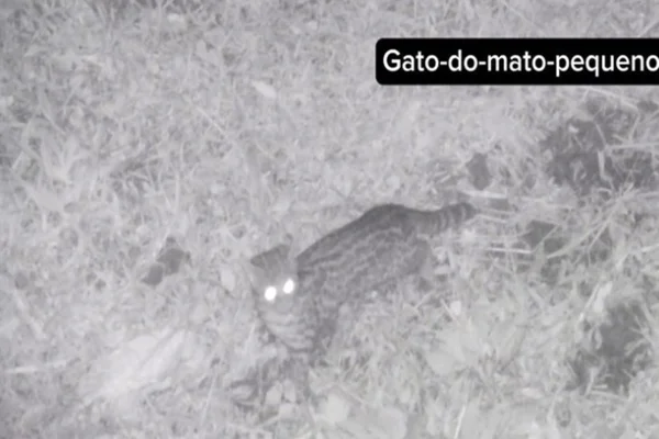 Gato-do-mato