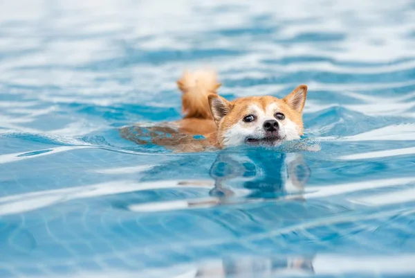 Alerta! Experts listam 5 raças de cães que não devem entrar na piscina