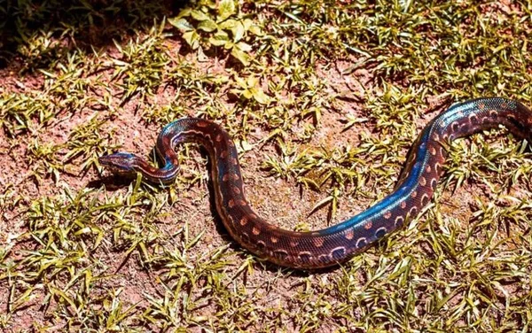goias jiboia arco iris