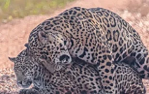 Onças são flagradas “namorando” no Pantanal: “Cereja do bolo!”. Vídeo