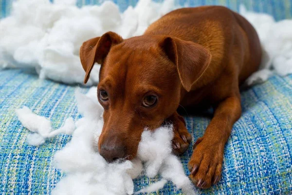 O que fazer quando meu cachorro destrói objetos e come tudo?