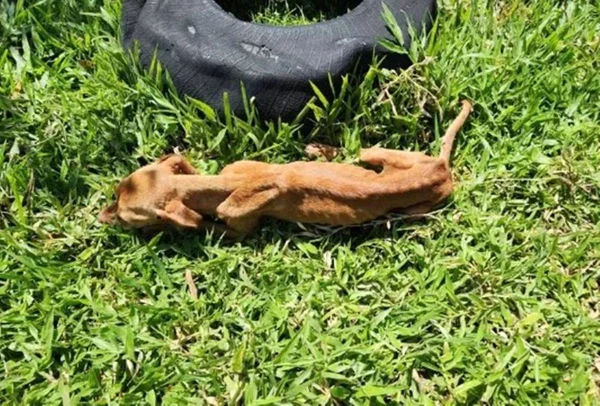 Imagem colorida de Cão vítima d emaus-tratos