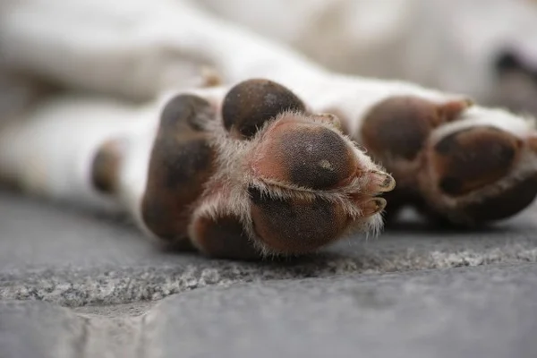 Pata de cachorro