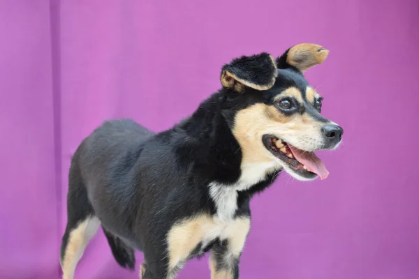 foto colorida de um cachorro - Metrópoles