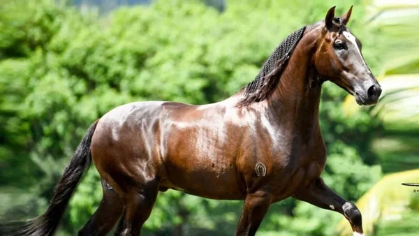 imagem colorida cavalo avaliado em 12 milhoes morre apos comer racao contaminada