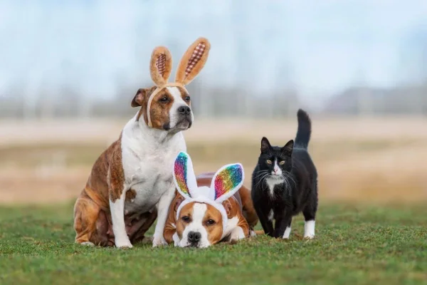 cachorros de pascoa