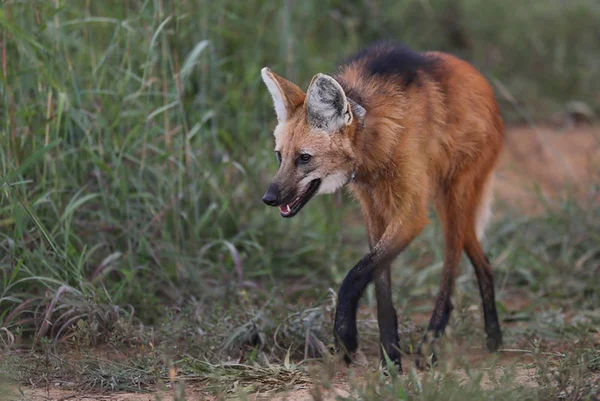 DF teve mais de 1,5 mil resgates de animais silvestres em 2024