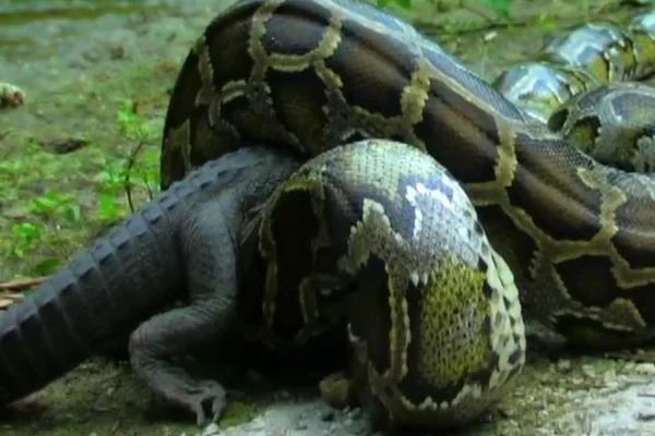 Cobra engole jacaré: entenda problema ambiental em Miami