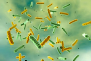Os probióticos são importantes para refazer a microbiota intestinal com bactérias boas