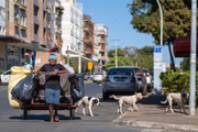 Outros três cães acompanhado o dono, também em situação de rua, próximo a W3 Norte Outros três cães acompanhado o dono, também em situação de rua, próximo a W3 Norte