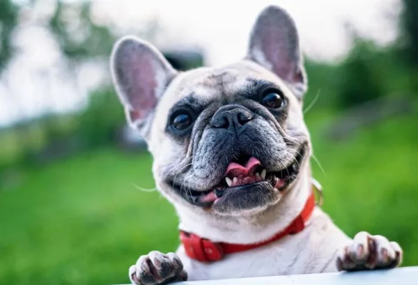 Bulldog Frances