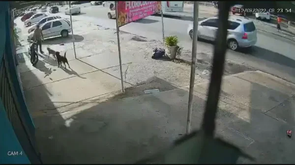 Homem mata cachorro a tiro no RJ