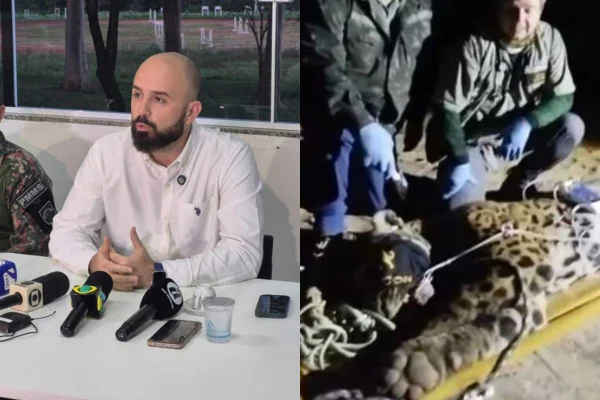 Montagem com fotos coloridas de especialista e onça capturada - Metrópoles