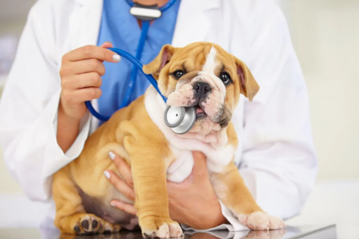 Cães e gatos: veterinário ensina o essencial ao administrar remédios