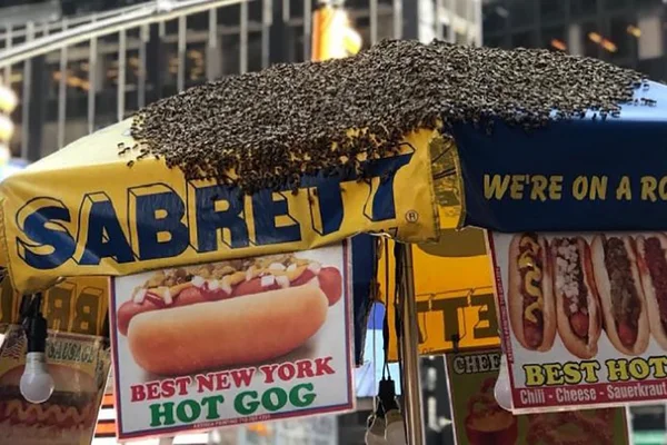 Milhares de abelhas invadem a Times Square, em Nova York