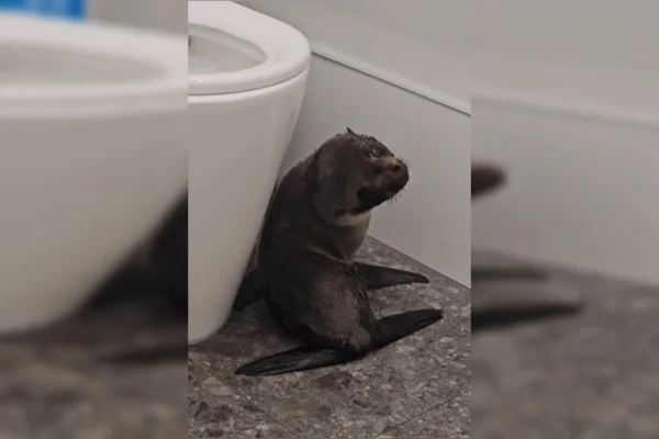 Imagem colorida de filhote de foca