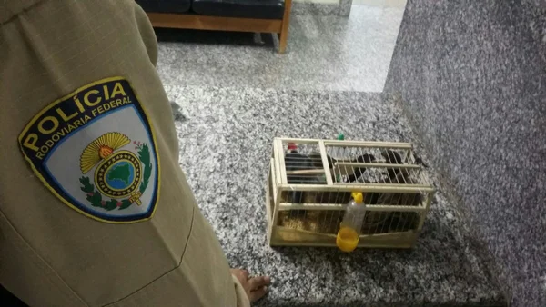 Homem é preso por tráfico de animais silvestres na BR-060, em Samambaia