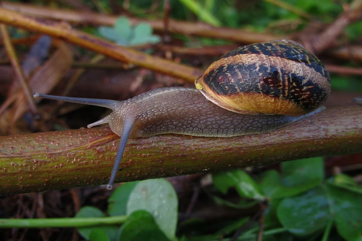 Invasão biológica expõe fragilidade institucional do Brasil
