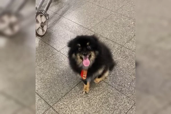 Morador do DF tem cachorro machucado após voo em avião da Gol